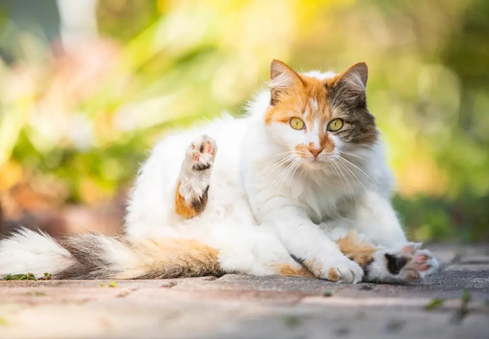 Best cat breeds for leash training 2025